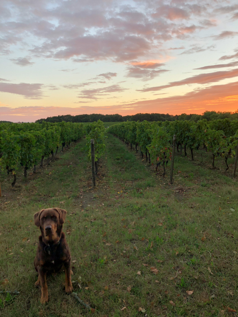 Graham devant les vignes